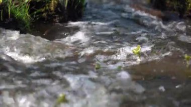 Yeşil çimlerin arasındaki Saf Orman Deresi. Güneşli bir yaz gününde temiz suyla bir dereye yakın çekim.