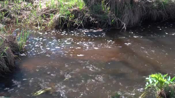 Water Erodeert Wortels Van Bomen Spring Forest River Glinstert Zon — Stockvideo