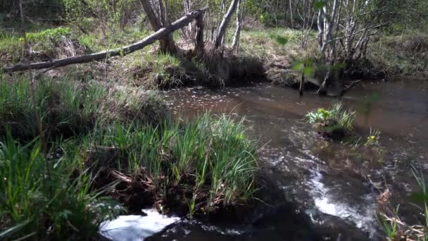 Ağaçların Köklerini Aşındırır Bahar Ormanı Nehri Güneşte Parlar Kaynayan Bir — Stok video