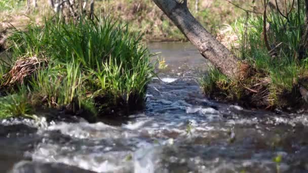 水会腐蚀树根 春天的森林小河在阳光下闪闪发光 一条发泡的泉水冲刷着海岸 在湍急的河边 嫩嫩的青草 树干斜靠在溪流上 — 图库视频影像
