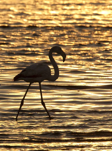 Flamingo at sunset - Namibia — Stock Photo, Image