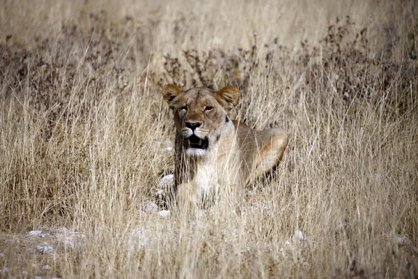 Lioness - Etosha National Park - Namibia — Stock Photo, Image