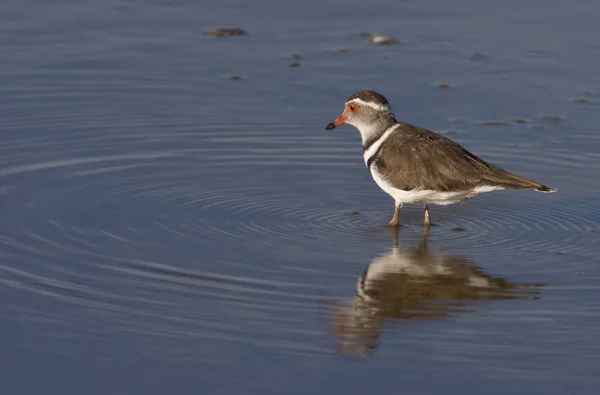 Threebanded Plover - Namibia — Stock Photo, Image