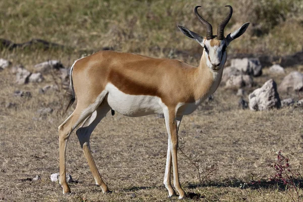 Springbok - etkin ulusal park - Namibya — Stok fotoğraf