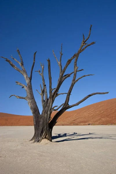 Dead Vlei - poušť Namib-nuakluft - Namibie — Stock fotografie