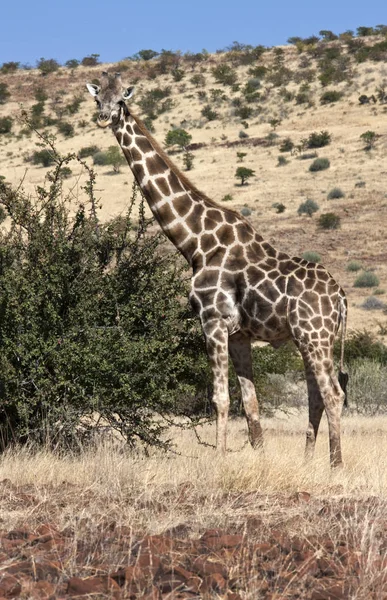 Giraffe - Giraffa camelopardalis - Namibia — 스톡 사진