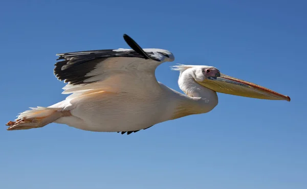 Великий Білий Пеликан - переважно в дельтах річок onocrotalus - Намібії — стокове фото