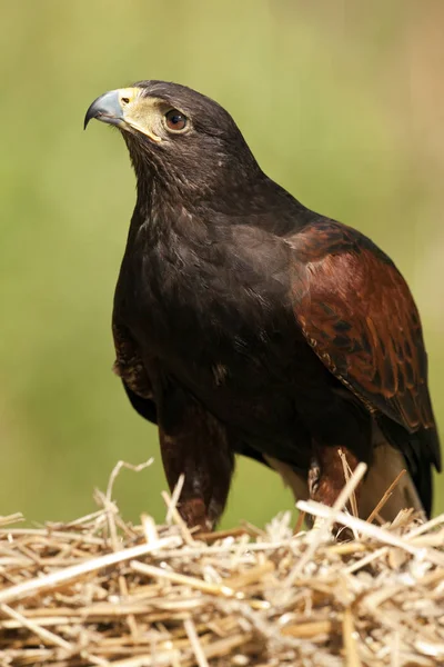 Golden Eagle - Aquila chrysaetos - Schotse Hooglanden — Stockfoto