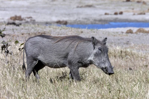 Warthog - Phacochoerus africanus- Botswana — Stock Photo, Image