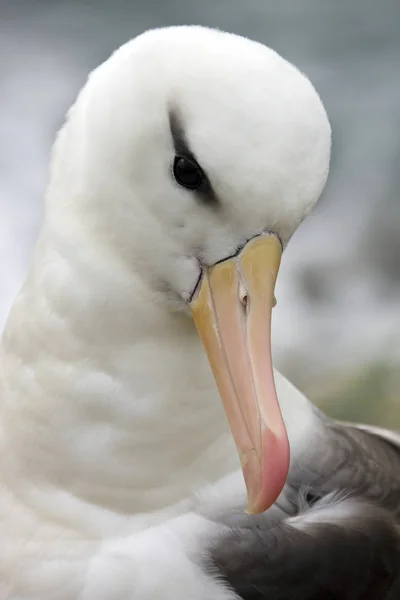 Albatross - Thalassarche melanophrys - Falklands — Foto Stock