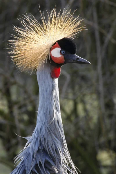 Grey Crowned Crane - Balearica regulorum — Stock Photo, Image