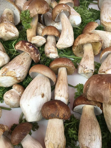 Selezione di funghi selvatici — Foto Stock