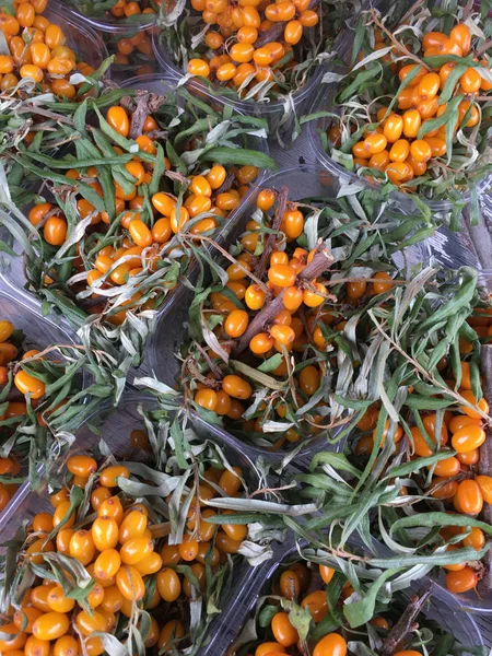 Deniz Buck diken - Tyrnimarja