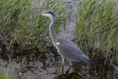 Gri Heron - Ardea Cinerea
