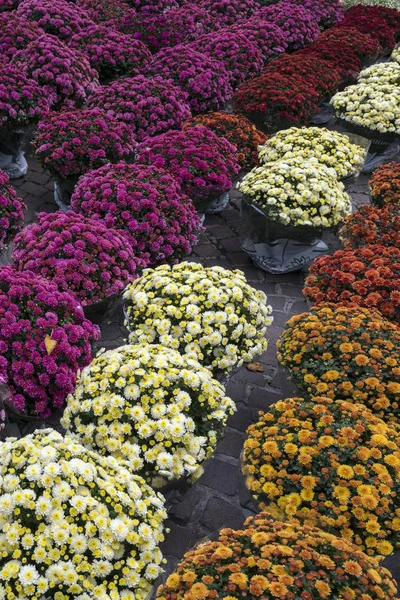 Flower Market - Amsterdam - Nederländerna — Stockfoto