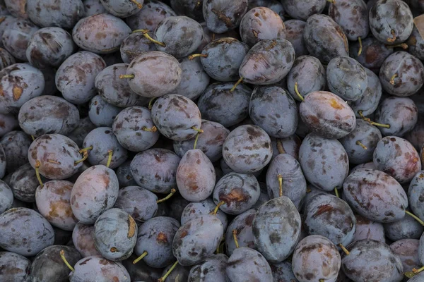 Plums on a market stall — Stock Photo, Image