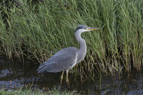 Gri Heron - Ardea Cinerea