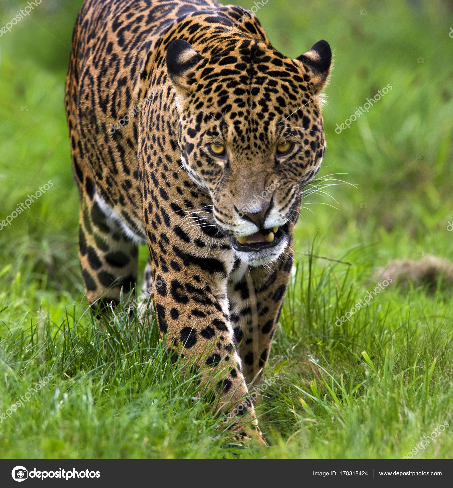Jaguar Animal India