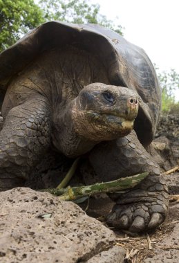 Dev Galapagos kaplumbağası - Galapagos Adaları - Ekvador