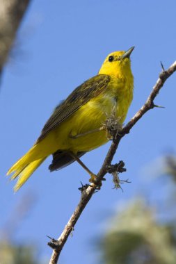 Ağaçkakan Finch - Galapagos Adaları