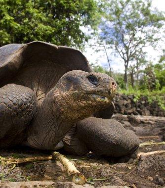 Dev kaplumbağa (Geochelone elephantopus) - Galapagos Adaları