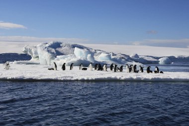 Adelie Penguins on sea ice near Danko Island in Antarctica clipart
