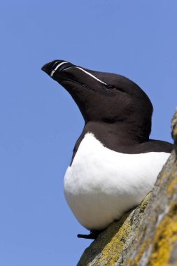 Razorbill - Lunga Adası - İskoçya