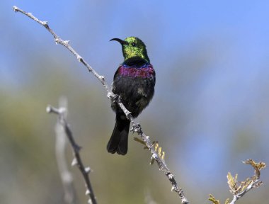 marico sunbird - Namibya