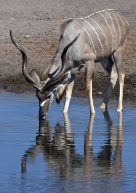Erkek Kudu - etkin Ulusal Park - Namibya