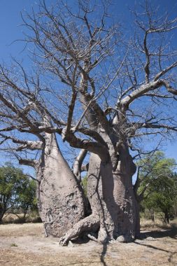 Baobab Tree (Adansonia digitata)