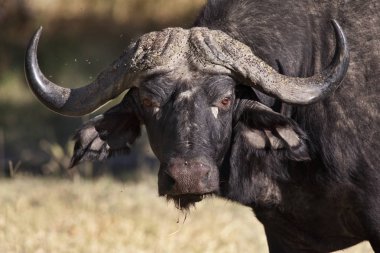 Buffalo (Syncerus caffer) Okavango Deltası Botsvana