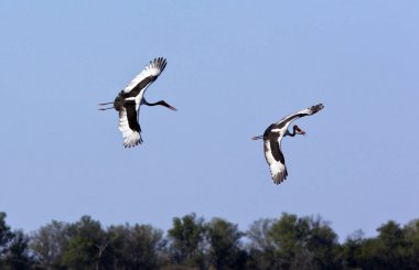 Saddle-billed Storks - Botswana clipart