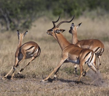 Impala - Savuti bölgesi Botsvana
