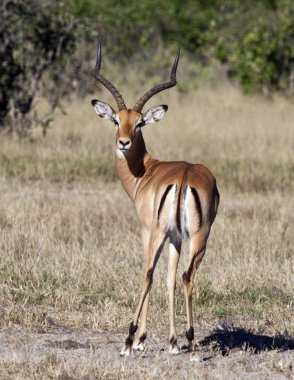 Erkek Impala - Savuti bölgesi Botsvana