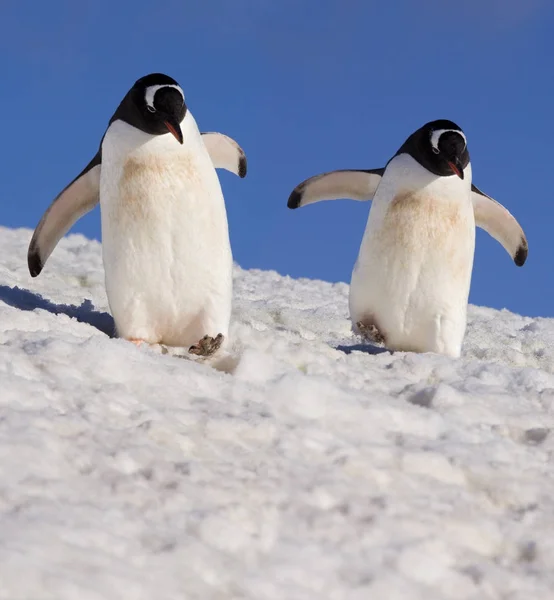 Pingwiny białobrewe (Pygoscelis papua) - wyspa Danko - Antarktyda — Zdjęcie stockowe