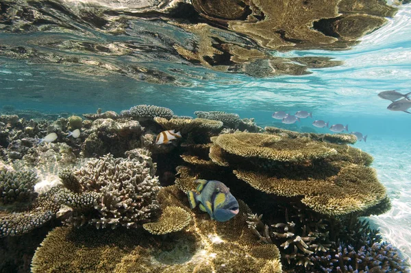 Arrecife de coral - Atolón de Ari - Maldivas — Foto de Stock