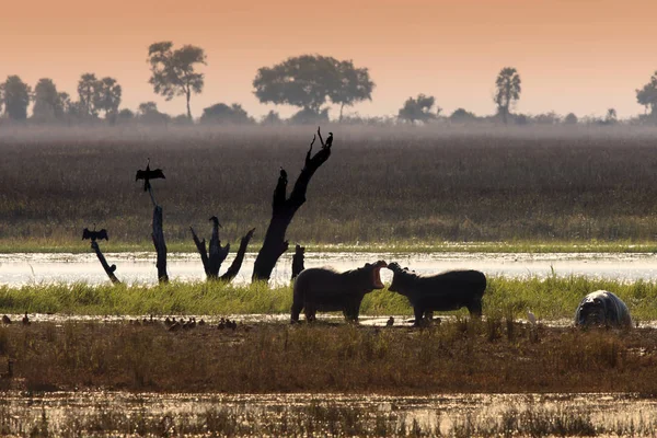 Дика природа в Ботсвані Чобе Національний парк — стокове фото