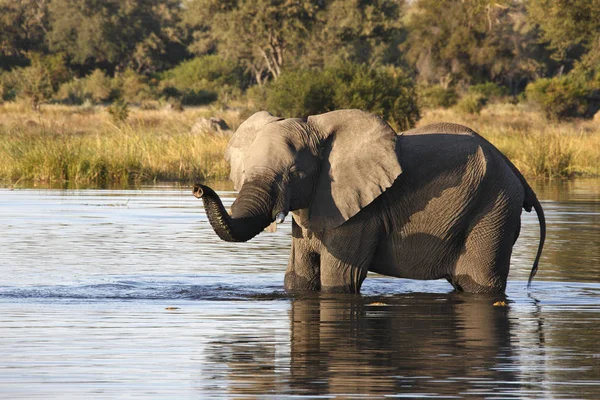 Elefante africano - Rio Khwai - Botsuana — Fotografia de Stock