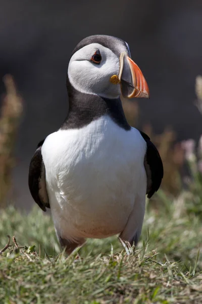 Lunnefågel på ön av Lunga - Skottland — Stockfoto