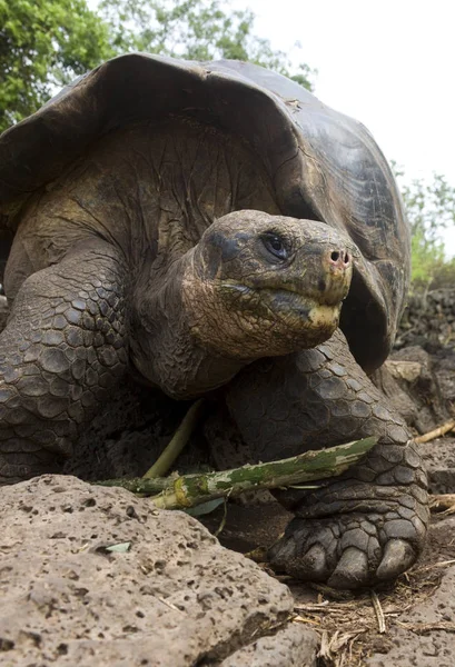 Tartaruga gigante das Galápagos - Ilhas Galápagos - Equador — Fotografia de Stock