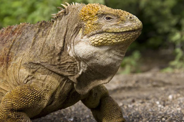 Ekwador - wyspy Galapagos - Iguana ziemi Galapagos — Zdjęcie stockowe