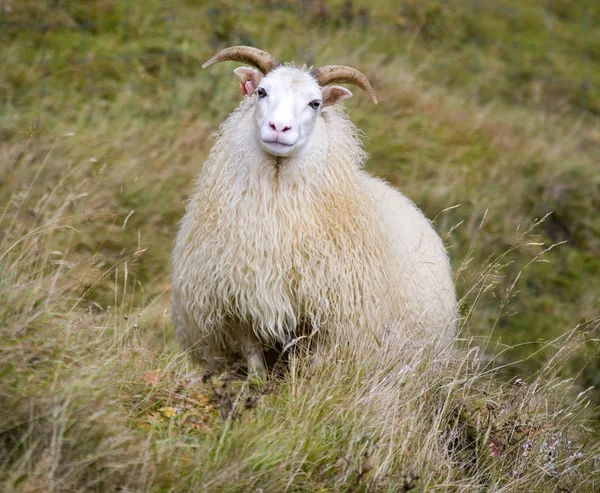 IJslandse schapen - IJsland — Stockfoto