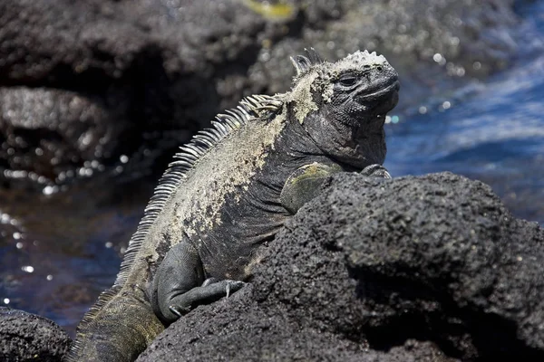 Marine Iguana warming up in the sun - Galapagos Islands — Stock Photo, Image