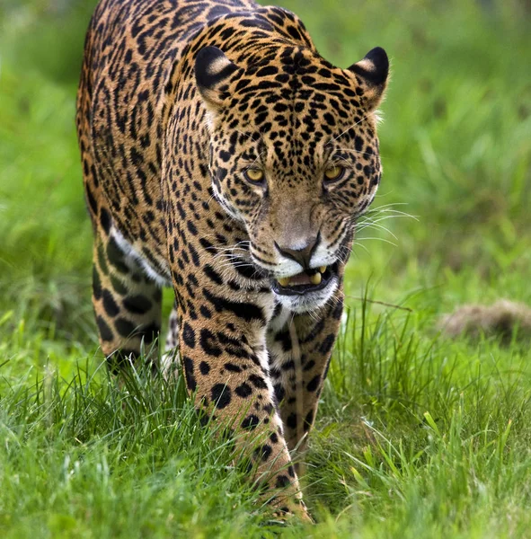 Jaguar (Panthera onca) - Brazilië — Stockfoto