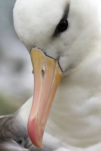 Black-browed Albatross - Funt Wysp Falklandzkich — Zdjęcie stockowe