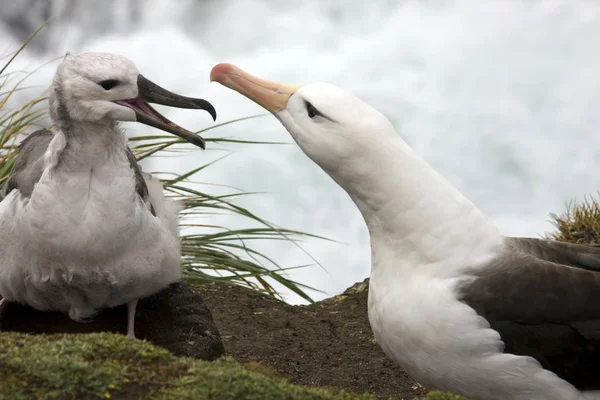 Albatross nero-browed con neonato - Isole Falkland — Foto Stock