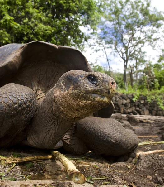 メイオラニア (ガラパゴスゾウガメ elephantopus) - ガラパゴス諸島 — ストック写真