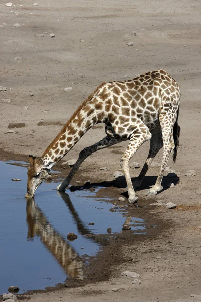 Giraffe drinking at a waterhole - Namibia — Stock Photo, Image