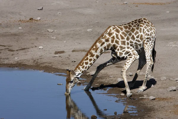 Jirafa bebiendo en un pozo de agua - Parque Nacional Etosha - Namibia — Foto de Stock