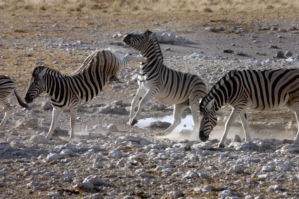 เตะ Zebra ใกล้หลุมน้ําในอุทยานแห่งชาติ Etosha ใน Namibi — ภาพถ่ายสต็อก